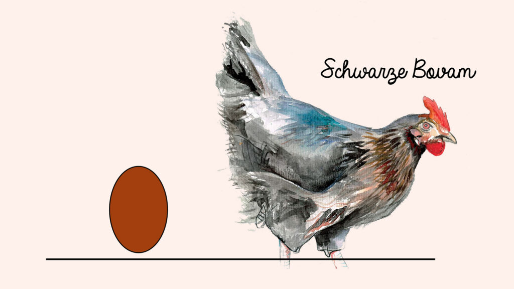 Kleine Eierkunde | Bauernhof Jung